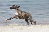 WHIPPET 287